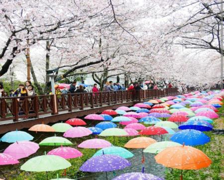 别约我去日本了！2019春节我要去长沙光明大观园看樱花