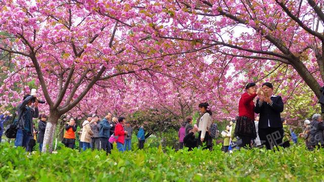 别约我去日本了！2019春节我要去长沙光明大观园看樱花
