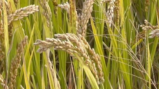 安徽萧县：水稻试种种出三连丰