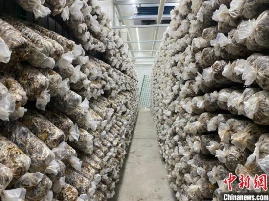 （乡村行·看振兴）安徽南陵：乡村振兴有“蘑”力